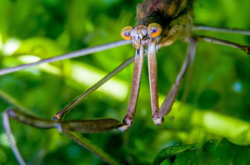 Stabwanzen lauern ihrer Beute bewegungslos im Wasser auf und atmen dabei durch ihr Atemrohr, das wie ein Periskop an die Wasseroberfläche reicht. – Bild: Wildbear Pty Ltd