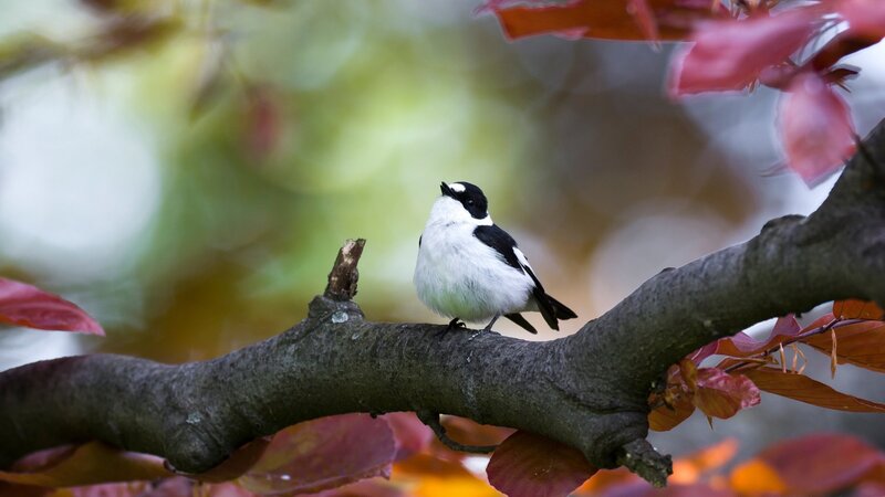 Geheimnisvolle Parktiere – Bild: ZDF und ORF/​Leander Khil