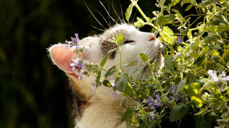 Katze mit Katzenminze – Bild: MDR/​IN ONE MEDIA/​Boas Schwarz