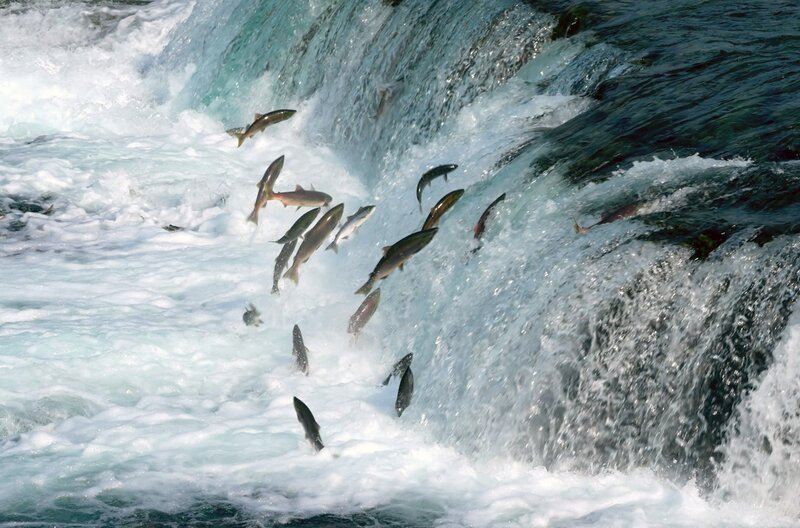 Lachse springen aus dem Wasser, um stromaufwärts zu ihren Laichplätzen zu gelangen – ihr Geruchssinn führt sie über Tausende Kilometer, bis sie den vertrauten Duft ihres Heimatgewässers wiederfinden. – Bild: ZDF /​ Off The Fence