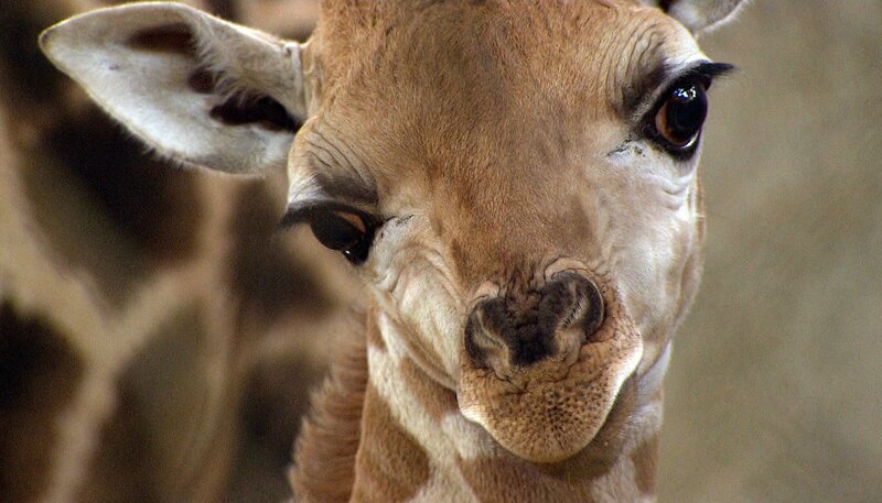 Giraffenbaby Mugambi. – Bild: NDR/​DocLights GmbH