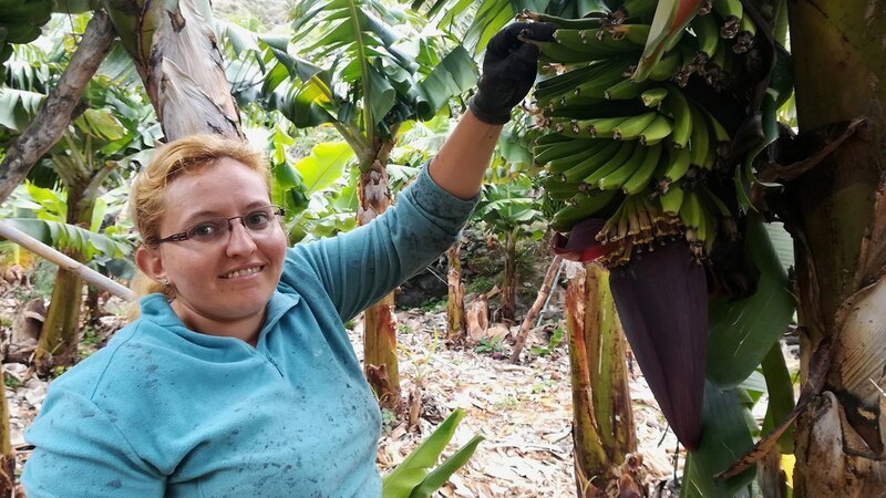 Zu Tisch in … La Gomera Staffel 1 Folge 18 Nisamar auf der Bananenplantage – Bild: SRF/​ZDF/​ARTE