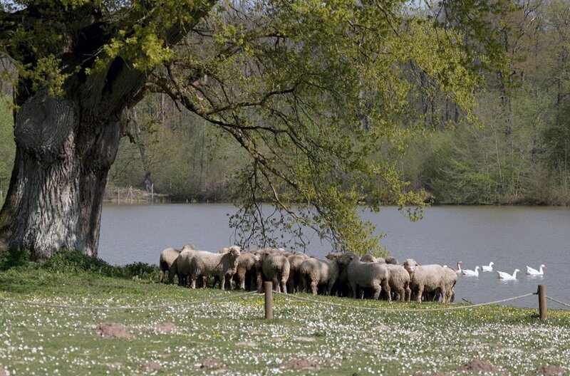 In Rambouillet südwestlich von Paris grast der Stolz der französischen Wollindustrie: Das Merinoschaf ist hier seit Ende des 18. Jahrhunderts zu Hause. – Bild: Elephant Doc