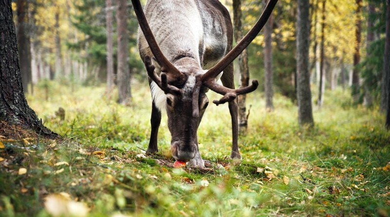 Rentier mit Fliegenpilz – Bild: MDR IN ONE MEDIA Philipp Klein