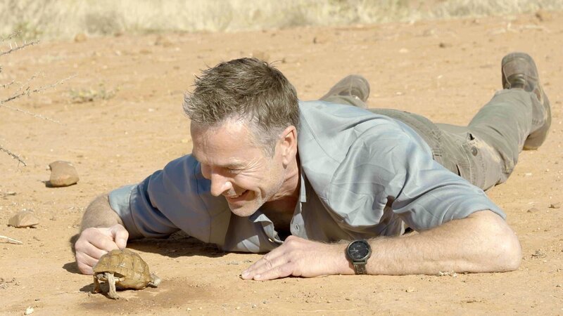 Außergewöhnliche Bewohner an außergewöhnlichen Orten: Dirk Steffens entdeckt in der Hitze der Namib Tiere, die man hier nicht erwartet: Schildkröten. Die Buschmannland-Zeltschildkröte hat eine faszinierende Technik entwickelt, um an Wasser zu gelangen: eine Art „Yoga-Übung“. – Bild: ZDF und Hein von Zijl