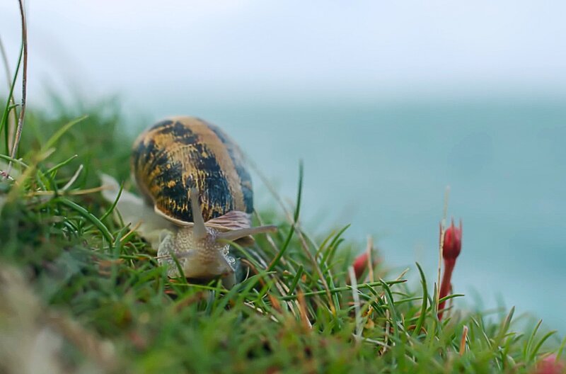 Angekommen auf einer Klippe der Färöer, keiner guten Landschaft für empfindliche Weichtiere wie die Weinbergschnecke – Bild: Guindala Production