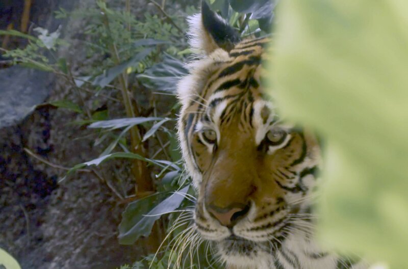 Die Schnurrhaare des Tigers reagieren auf kleinste Berührungen und Luftbewegungen. Sie helfen ihm, sich lautlos durchs Gelände zu bewegen. – Bild: ZDF /​ Off The Fence