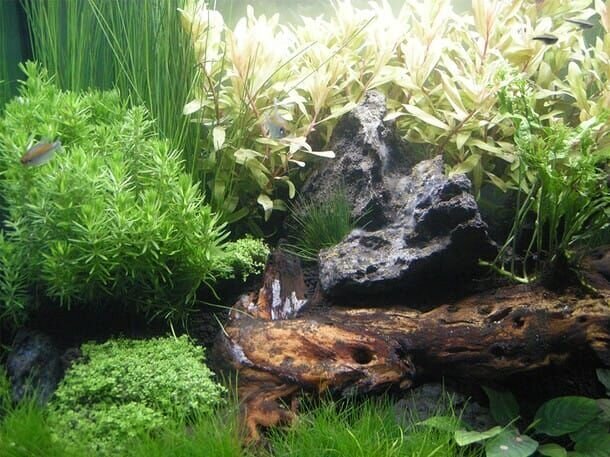 Aquascape tanks are meticulously planned and beautiful to look at. – Bild: Nationaol Geographic Wild