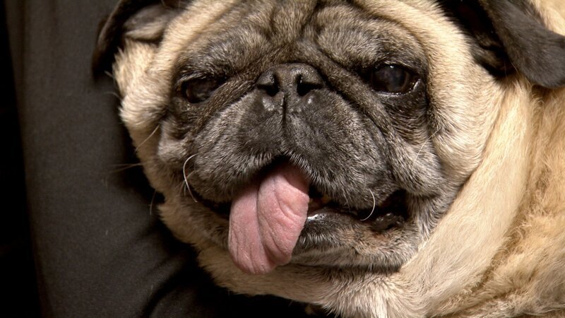 Pudgy kommt zur Behandlung. – Bild: Discovery/​Discovery Communications, LLC