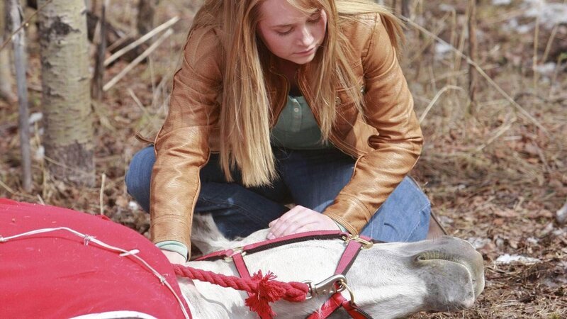 Amy (Amber Marshall) beruhigt das Springpferd Caesar, dass sich im Stacheldraht verfangen hat. – Bild: MG RTL D