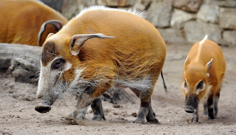 Mitten in Berlin gibt es zwei Oasen für Tiere: den artenreichen Zoo Berlin und den größten Landschaftstiergarten Europas, den Tierpark Berlin. Hier kommen unzählige Zoobabies auf die Welt. – Bild: rbb/​Thomas Ernst