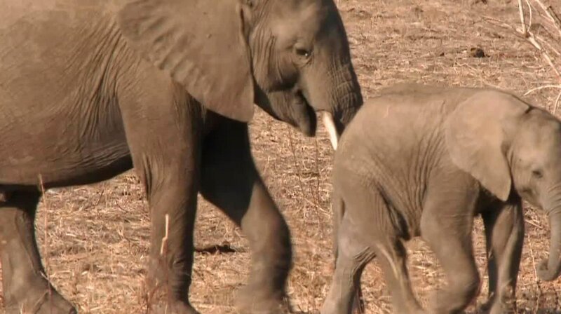 Tiere müssen sich an die Trockenzeit am Luangwa-Fluss anpassen. – Bild: phoenix/​ZDF/​Discovery