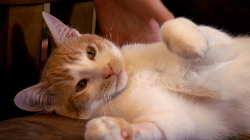 Carmel is brought in for treatment. – Bild: Discovery/​Discovery Communications, LLC