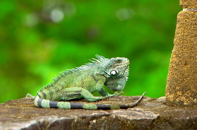 Die Insel Martinique ist Heimat für viele exotische Tiere. – Bild: Elephant Doc