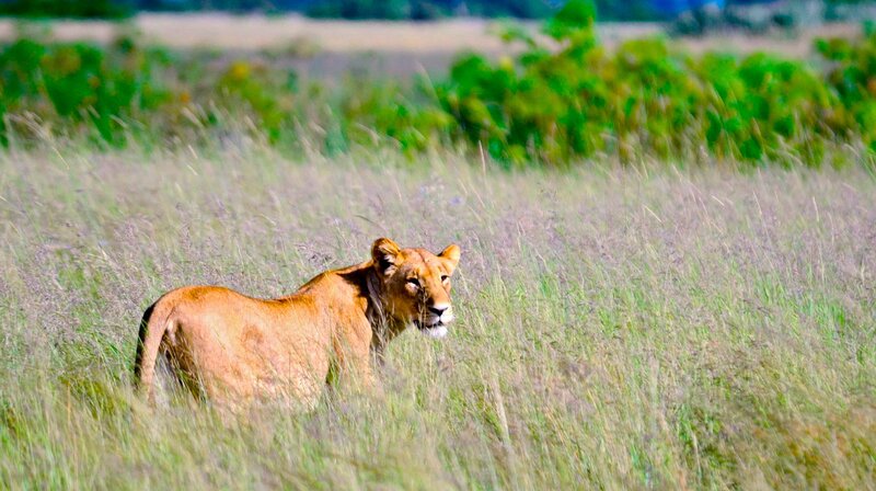 ein Löwe in freier Wildbahn – Bild: phoenix/​ZDF