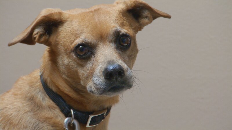 Peanut comes in for treatment. – Bild: Discovery Communications, Inc.