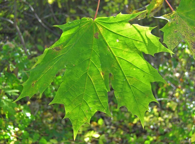 Drei Ahornarten. Es sind stattliche Bäume mit auffälligen Blättern und raffinierten Früchten. – Bild: BR/​Natasha-I. Heuse