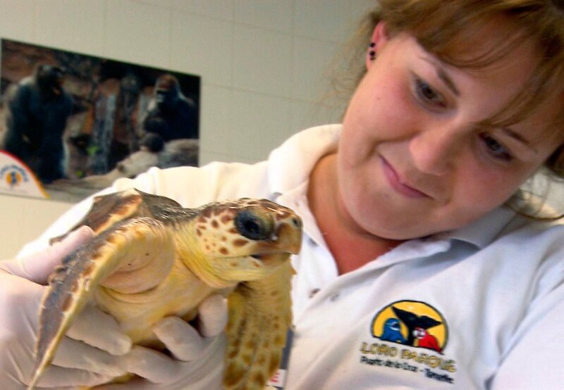 ARD/​WDR PAGAGEN, PALMEN & CO., „Mutprobe für Streuner“. Helena Schneider studiert Tiermedizin in Gießen und macht ein Praktikum in der Loro Park-Klinik. Hier hilft sie z.B. Meeresschildkröten zu verarzten. – Bild: WDR