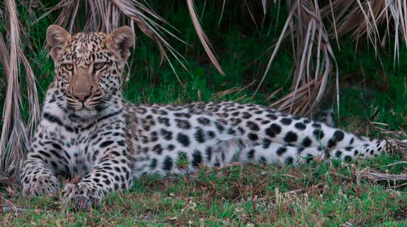 Im Norden Botswanas liegt das Okavango-Delta; eines der außergewöhnlichsten Ökosysteme Afrikas. Im Herzen der Kalahari-Wüste ist es ein Feuchtgebiet, das von ausgedörrten und trockenen Ebenen umgeben ist. – Bild: phoenix/​ZDF/​Discovery