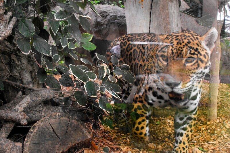 Pfleger Román packt „Päckchen“: Fleisch für die Jaguare, gut verpackt in Palmblättern. Natürlich hat auch das einen tieferen Sinn: die Tiere bekommen so den Anreiz, sich mit ihrem Futter intensiv zu beschäftigen. Finden sie die versteckten Freßpakete? Und wenn ja: Wie kommen sie an ihre Beute? – Bild: WDR/​Loro Parque