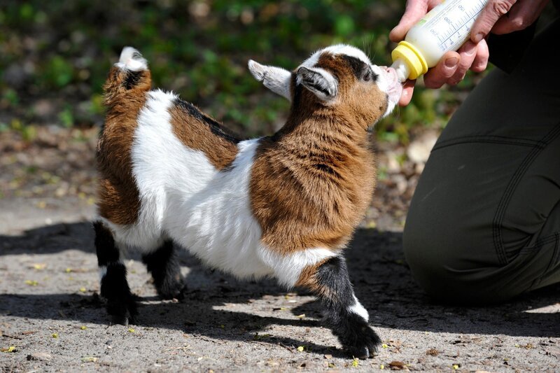 Das kleine Zicklein Püppi im Tierpark Berlin. – Bild: rbb/​Thomas Ernst