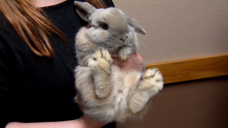 Bunny – Bild: Discovery/​Discovery Communications, LLC