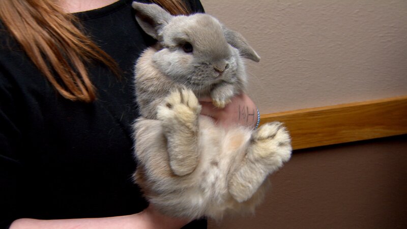 Bunny – Bild: Discovery/​Discovery Communications, LLC