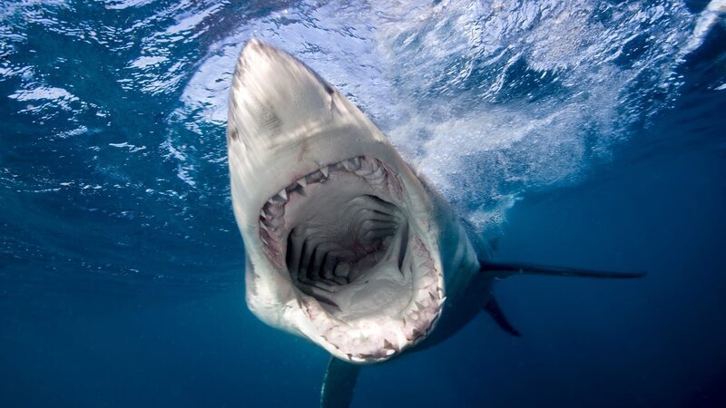 Der Hai im Wasser – Bild: Warner Bros. Discovery