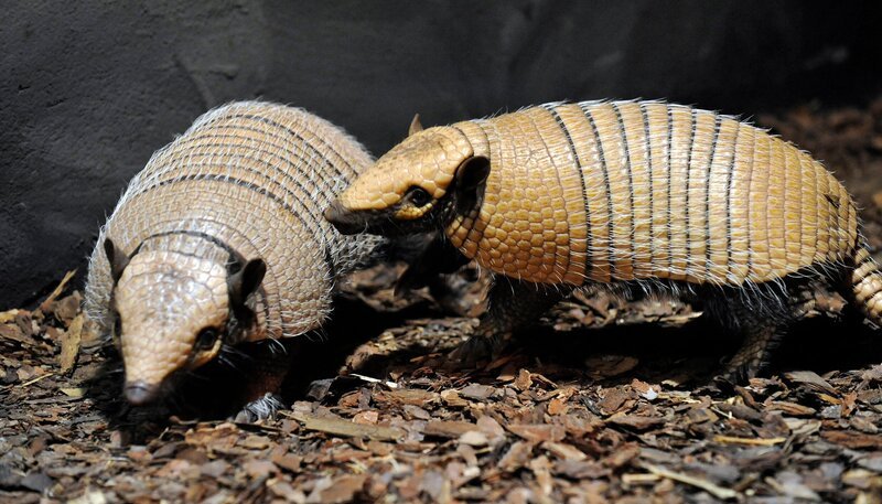 Weißborstengürteltier Oskar (re.)  mit Artgenossin im Zoo Berlin – Bild: rbb/​Thomas Ernst