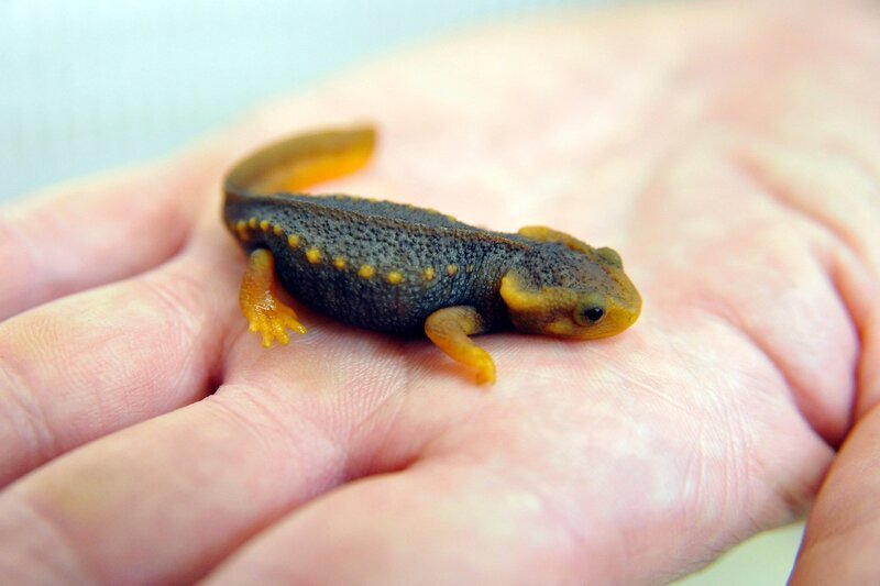 In feuchtwarmer Umgebung fühlen sich die großen und kleinen Krokodilmolche von Reviertierpfleger Robert Seuntjens sehr wohl. – Bild: rbb/​Thomas Ernst