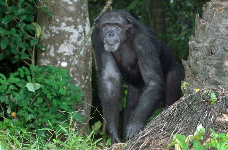 US-amerikanische Wissenschaftler kamen nach Liberia, um Experimente an lebenden Schimpansen durchzuführen. – Bild: Elephant Doc