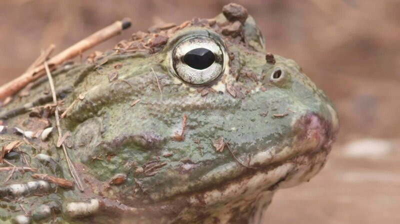 Entdecken Sie, wie der Limpopo River in eine von Dürre und Tod gezeichnete Landschaft eingebettet ist. In der brutalen Trockenzeit wird der mächtige Fluss von der ausgedörrten Umgebung verschluckt und lässt alle seine Bewohner auf dem Trockenen zurück. – Bild: phoenix/​ZDF/​Discovery