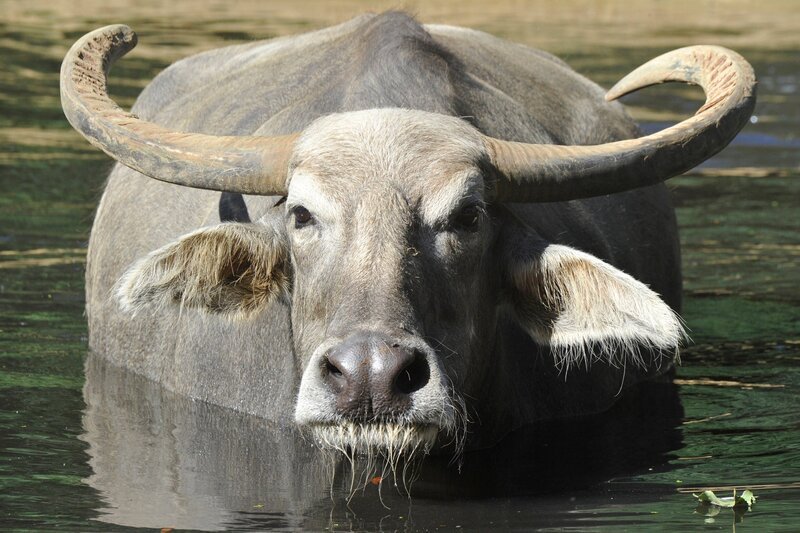 Bei den Kerabaus im Tierpark ist heute Wellnesstag: Die Harke von Reviertierpfleger René Walther sorgt für die richtige Durchblutung der Haut und vor der Wassergymnastik schnell noch eine Nackenmassage zur Entspannung. – Bild: rbb/​Thomas Ernst