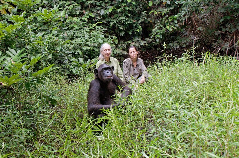 Jane Goodall (li.) und Rebeca Atencia (re.), Managerin des Jane Goodall Institute (JGI) im Kongo, beobachten Wounda bei ihrem ersten Freigang. – Bild: Fernando Turmo
