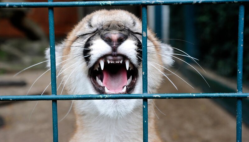 Mitten in Berlin gibt es zwei Oasen für Tiere: den artenreichen Zoo Berlin und den größten Landschaftstiergarten Europas, den Tierpark Berlin. Hier kommen unzählige Zoobabies auf die Welt. – Bild: rbb/​Thomas Ernst