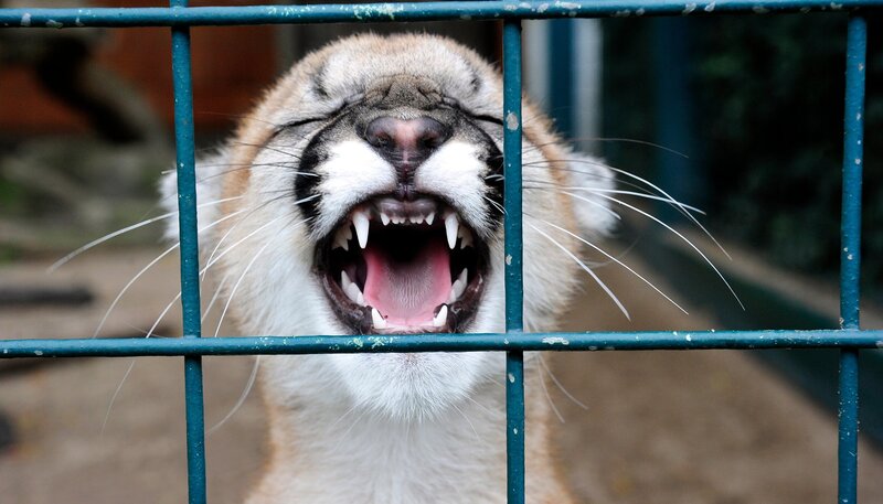 Mitten in Berlin gibt es zwei Oasen für Tiere: den artenreichen Zoo Berlin und den größten Landschaftstiergarten Europas, den Tierpark Berlin. Hier kommen unzählige Zoobabies auf die Welt. – Bild: rbb/​Thomas Ernst