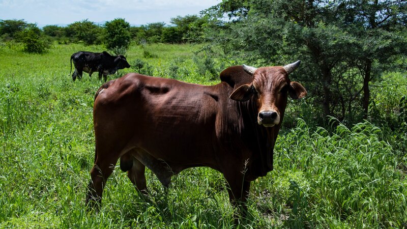 Brahma Bulls grazing in lush green pasture meadow pasture – Bild: Not Released (NR)/​WestwindPhoto/​WestwindPhoto