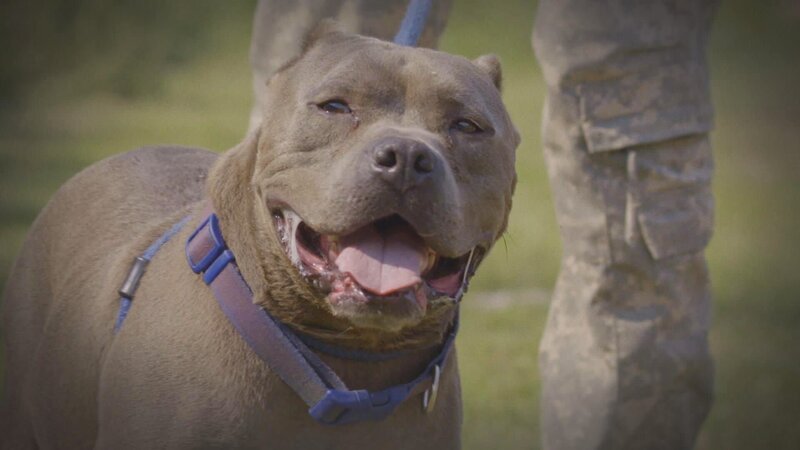 Pitbull – Bild: Warner Bros. Discovery