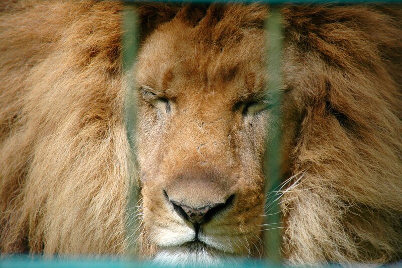 Ob Loewe Tarson sich mit Fleischbaellchen locken laesst? – Bild: Radio Bremen