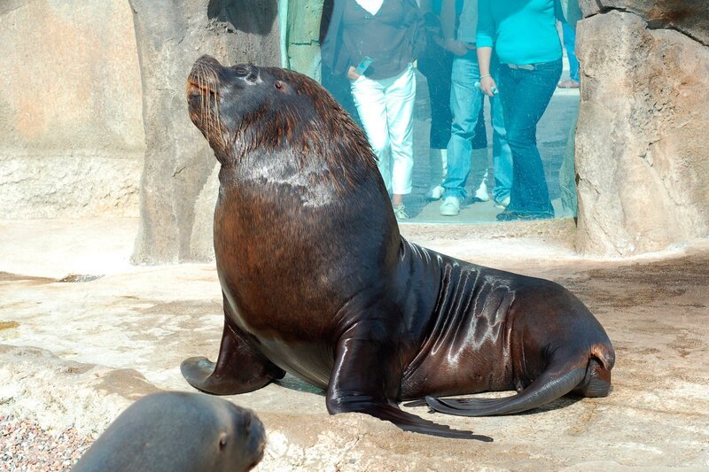 Seeloewe Sailor soll verhueten. – Bild: Radio Bremen