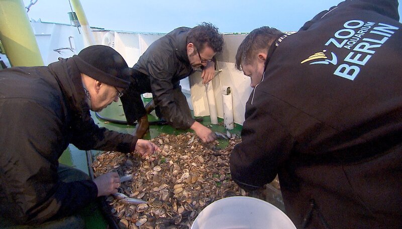 ARD/​rbb PANDA, GORILLA & CO. (FOLGE 314), „Geschichten aus dem Zoo Berlin und dem Tierpark Berlin“. Revier-Tierpfleger Marco Hasselmann, Revier-Tierpfleger Christian Heller und Tierpfleger Daniel Strozynski auf Nordseetour für das Aquarium des Berliner Zoos. – Bild: rbb/​Dokfilm