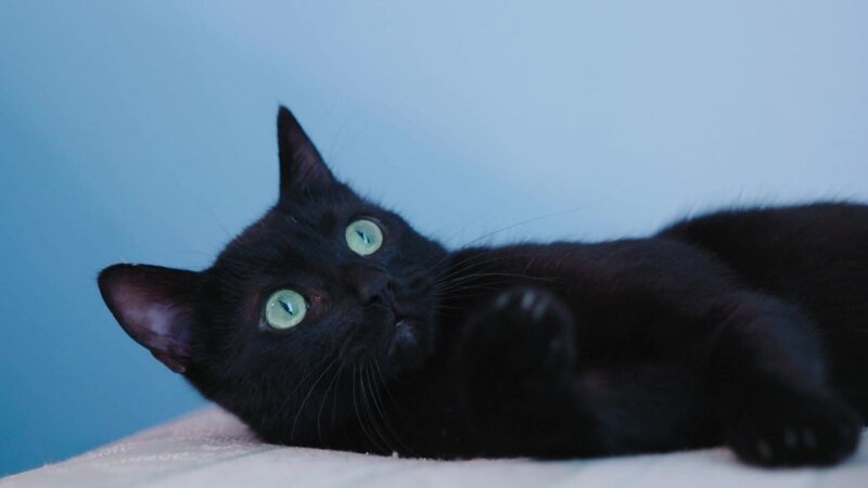 Schwarze Katze. – Bild: @Red Bull Media House/​ServusTV