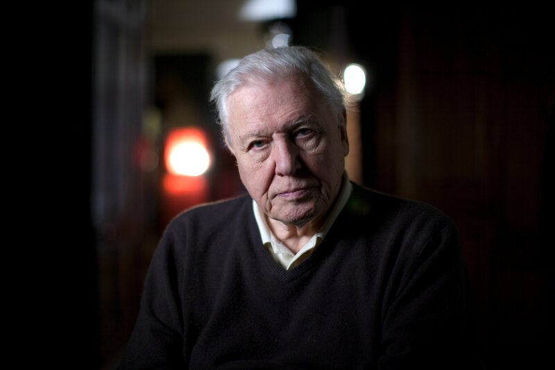 Sir David Attenborough – Bild: PLURIMEDIA (National Geographic /​ Patrick Smith)