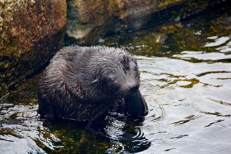 Der Seeloewennachwuchs wird zur Wasserratte. – Bild: Radio Bremen