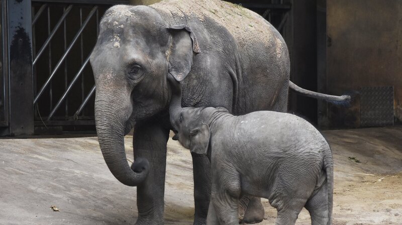 Shila ist zehn Jahre alt und sorgt für den kleinen Kanja. – Bild: NDR/​Doclights GmbH