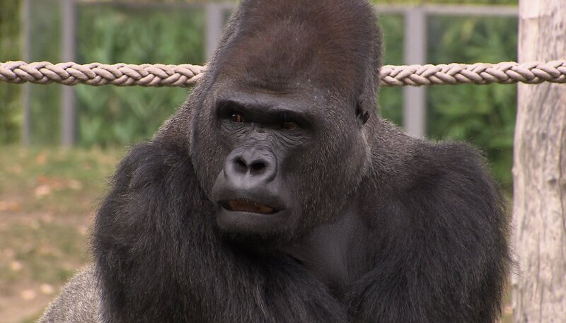 ARD/​rbb PANDA, GORILLA & CO. (FOLGE 313), „Geschichten aus dem Zoo Berlin und dem Tierpark Berlin“, am Freitag (13.02.15) um 16:10 Uhr im ERSTEN. Der Gorilla Ivo im Zoo Berlin. – Bild: rbb/​Dokfilm