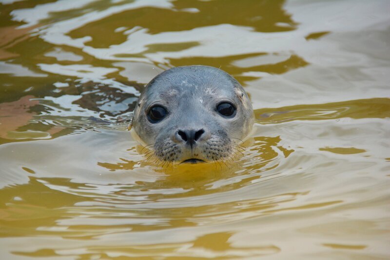 Heuler Horst geht es sehr schlecht. – Bild: Radio Bremen