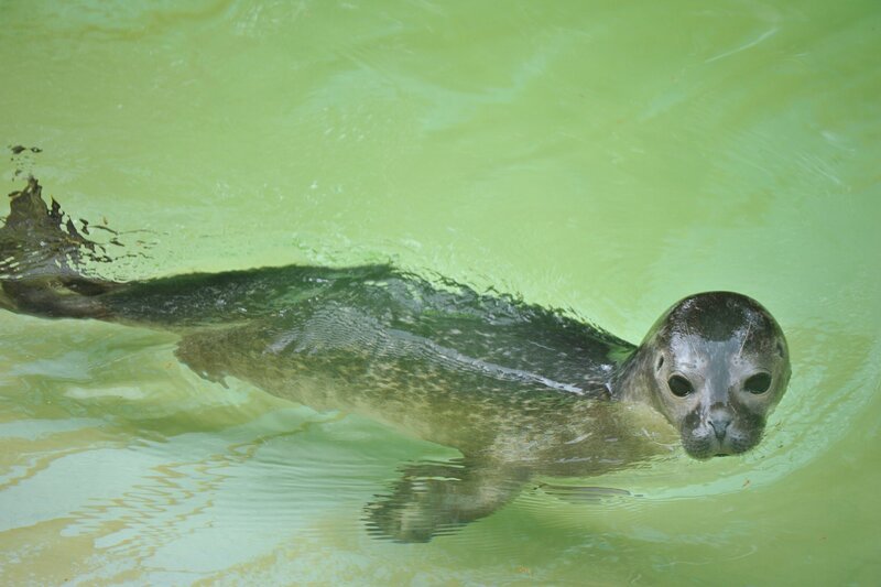Seehund-Jungtier im Zoo Berlin. – Bild: Thomas Ernst