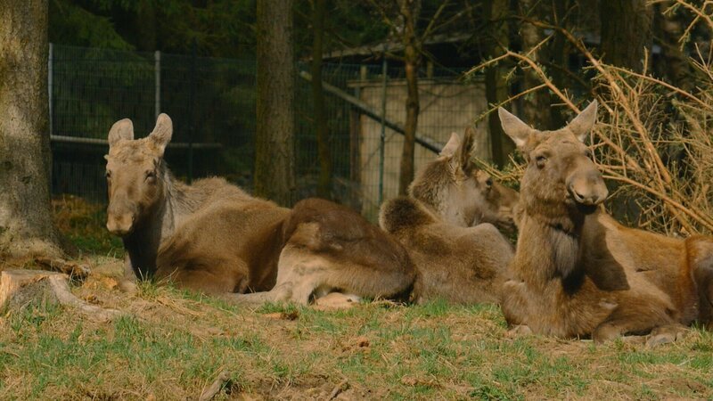 Das Geweih eines Elchbullen wächst jedes Jahr neu und es wird von Jahr zu Jahr größer, bis der Bulle ausgewachsen ist. – Bild: BR/​TEXT + BILD Medienproduktion GmbH & Co. KG