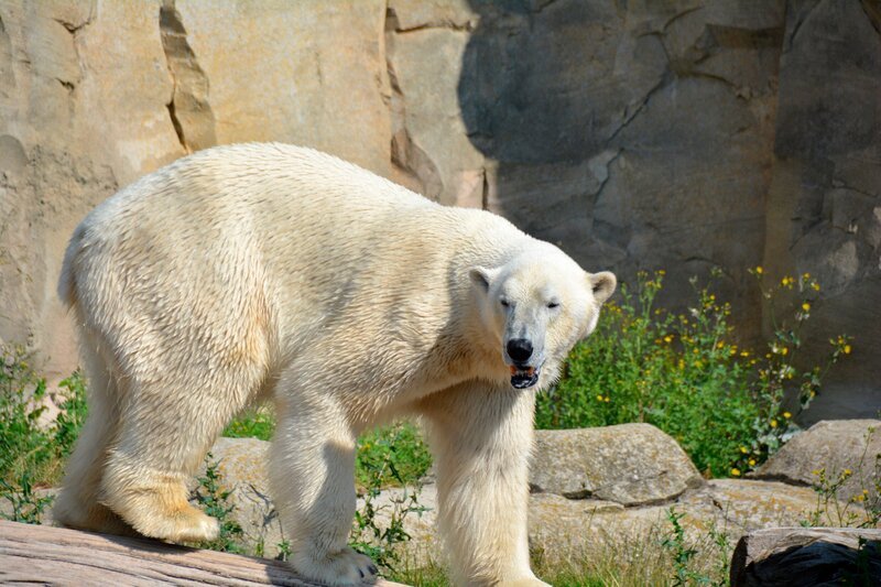Eisbaer Lloyd will heute nicht in den Stall. – Bild: Radio Bremen